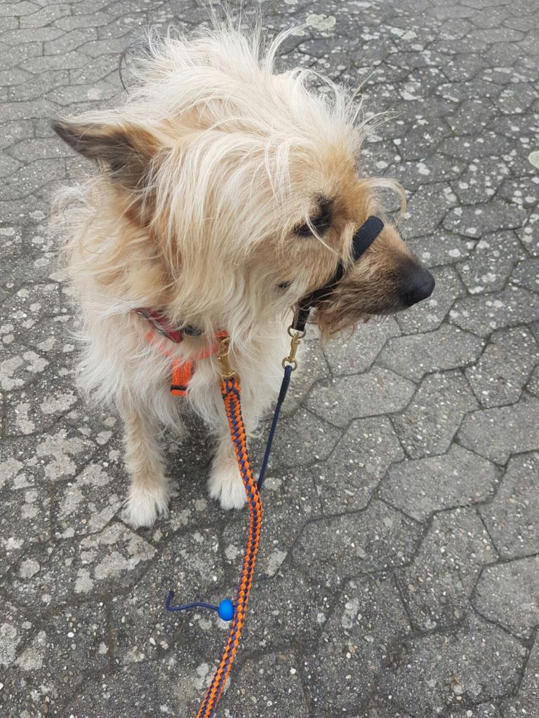 🐕 Kopfhalftertraining Hundeschule das bellende Klassenzimmer